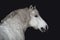 Grey belarusian draft gelding horse isolated on dark black background