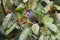 Grey-bellied Bulbul Pycnonotus cyaniventris Birds Eating Fruit