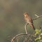 Grey bellied cuckoo