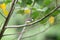 Grey bellied prinia