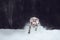 Grey big veimaraner running at snowing winter in forest