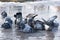 Grey birds pigeons bathing in a puddle in the spring