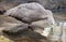 Grey and Black Cape Barren Goose Drinking from Pond