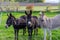 Grey and black donkey in a small pasture