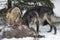 Grey and Black Phase Wolves Canis lupus Stand Side By Side Gnawing on White-Tail Deer Carcass Winter