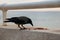 A grey and black raven eating on the stone step