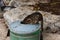 Grey and black tiger stripe cat searches for food in a garbage can