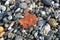 Grey black white brown pebbles stones with orange autumn mapple leaf