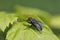 A grey blowfly on a green leave