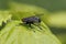 A grey blowfly on a green leave