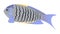 Grey-blue angelfish, illustration