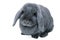 Grey (blue) lop rabbit