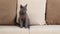 A grey Blue Russian cat, aged between 6 months and a year, sits comfortably on a beige sofa in a home setting