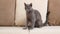 A grey Blue Russian cat, aged between 6 months and a year, sits comfortably on a beige sofa in a home setting.