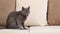 A grey Blue Russian cat, aged between 6 months and a year, sits comfortably on a beige sofa in a home setting.