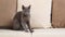 A grey Blue Russian cat, aged between 6 months and a year, sits comfortably on a beige sofa in a home setting. As it grooms itself