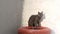 The grey Blue Russian cat enjoys a treat on a vibrant red painted decorative tire