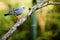 Grey-blue Tanager bird