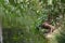 The Grey Bornean Gibbon Hylobates muelleri drinks water. Lok Kawi, Sabah, Borneo, Malaysia. Red Data Book