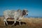 Grey Brahman Cow