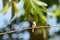 Grey-breasted prinia a small and cute bird resting on little branch