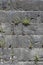 Grey Brick Wall with Small Green Plants Growing from It