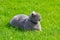 Grey british cat in the grass