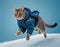 grey British cat jumping on a blue background. in ski suit