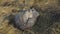 A grey British cat licks its fur while lying on the hay with its back to the camera.