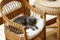 Grey British cat sleep on a wicker chair on the veranda