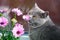 Grey British cat sniffs pink flowers, feline character and behavior