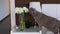 Grey British lop-eared cat nibbles the leaves of a flower from a bouquet,
