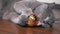 Grey British Playful Cat Playing with Christmas Shiny Golden Ball, Close up