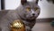 Grey British Playful Cat Playing with Christmas Shiny Golden Ball, Close up