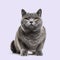 Grey british shorthair cat, purple background
