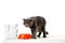 grey british shorthair cat sitting near bowl with food