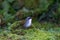 A Grey browed Brushfinch Arremon assimilis