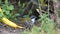 Grey-browed brushfinch in Yanacocha Reserve