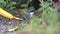 Grey-browed brushfinch in Yanacocha Reserve