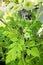 Grey brown garden stink bug well camouflaged on a green plant. Hiding buggy bug beetle in the greens outdoors. camomile with