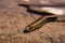 Grey brown snake reptile animal