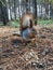 Grey-brown squirrel eats seeds.