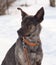 Grey and brown young mongrel dog on snow