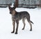 Grey and brown young mongrel dog standing on snow