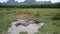 Grey buffaloes relax in puddle on lush pasture aerial view