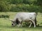 Grey Bull Grazing