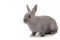 Grey bunny, isolated