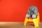 Grey bunny with yellow potty on wooden table against background, space for text. Toilet training