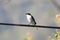 Grey bushchat