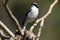 Grey bushchat